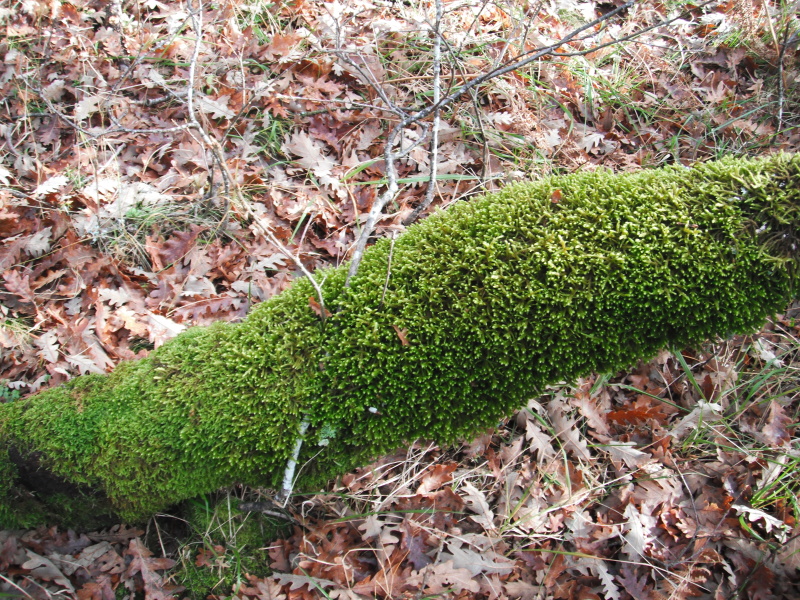 DSCF0424
