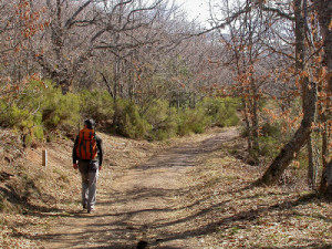 Bosque